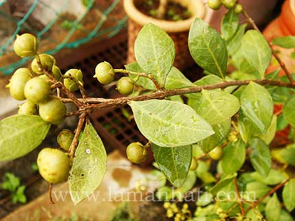 Buy Henna /mehndi Live Plant lasonia Intermis 10 Tall Well Rooted Healthy  Sold by Sizes in Small Pot/ Free Shipping Online in India - Etsy