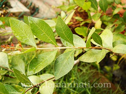 MAA 83556 : Henna Lawsonia inermis mehandi tree Stock Photo - Alamy