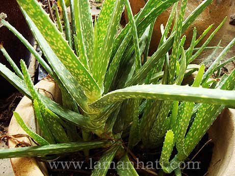 Aloe Vera – A.barbadensis Mill