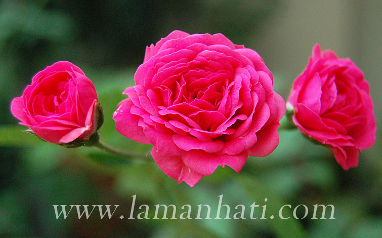 7-sisters-rose-multiflora-2 | Laman Hati